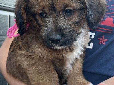 Golden doodle/Corgi Puppies