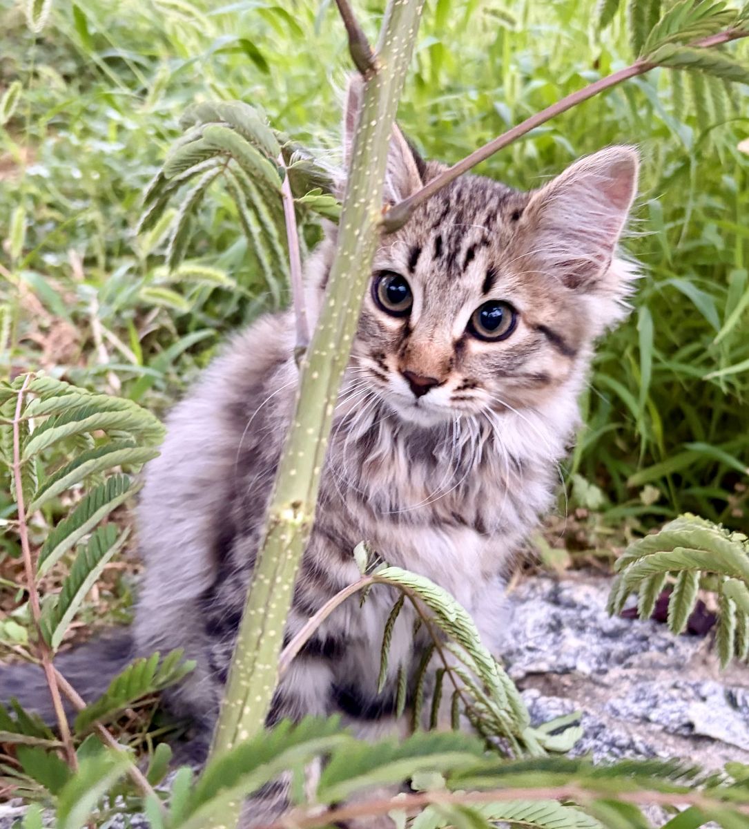 Half Bengal kittens