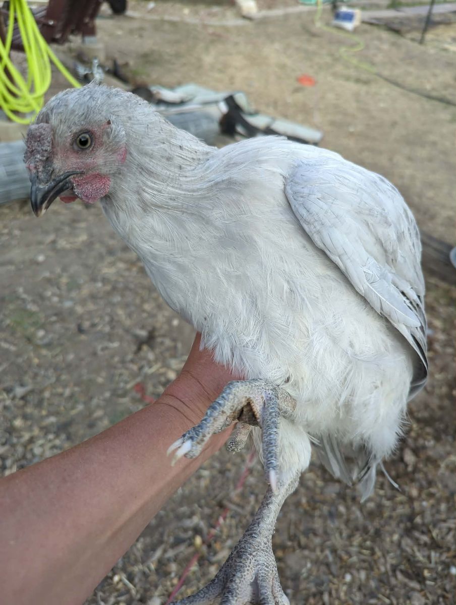 Lavender Wyandotte Cockerel (Rooster)