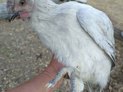 Lavender Wyandotte Cockerel (Rooster)