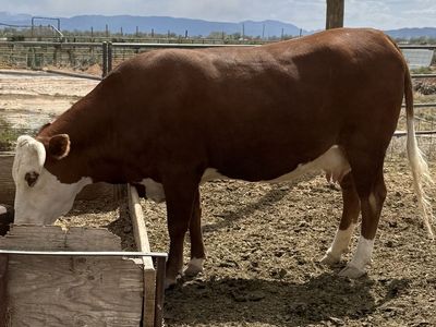 Hereford Cross Cow