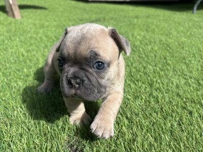 French bulldog puppies