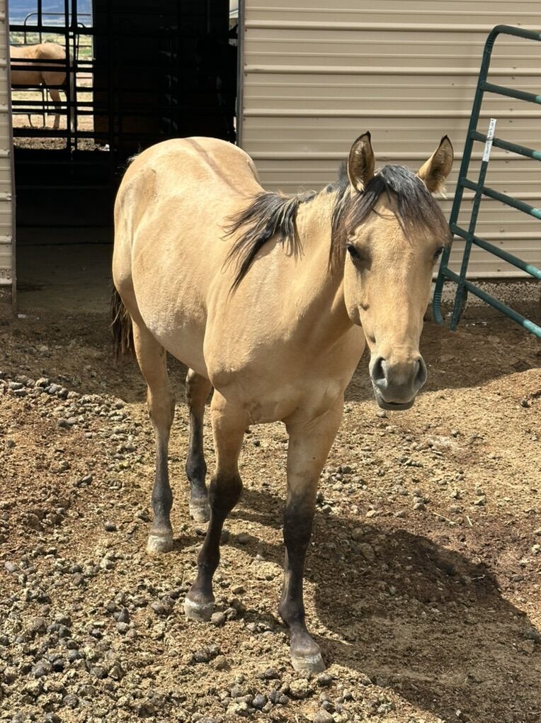 AQHA Dunskin gelding Long Yearling