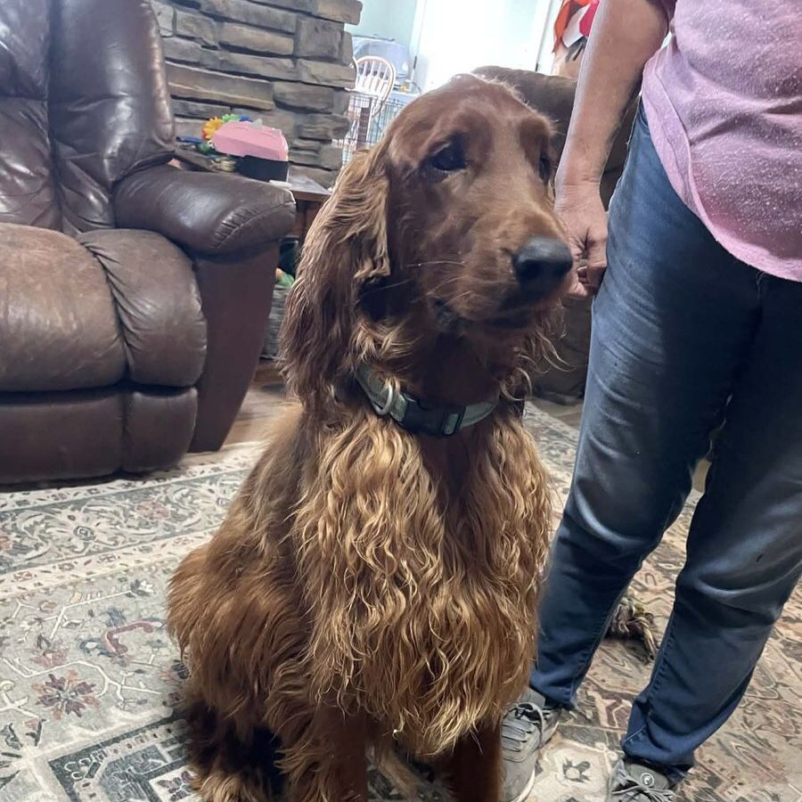 AKC Irish Setter neutered Male