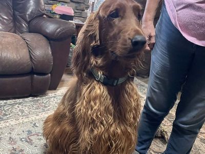 AKC Irish Setter neutered Male
