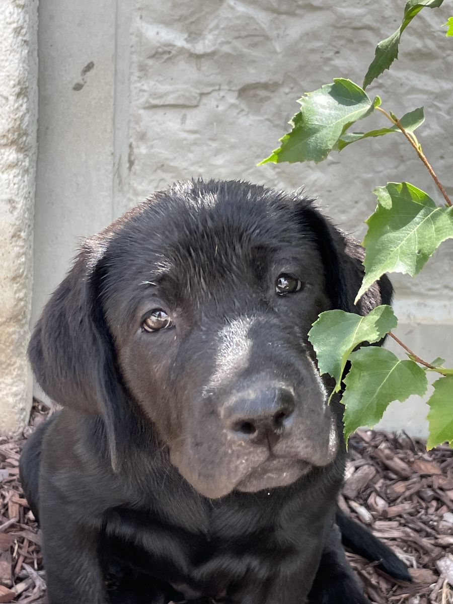 Labrador Retriever Puppies