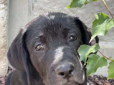 Labrador Retriever Puppies