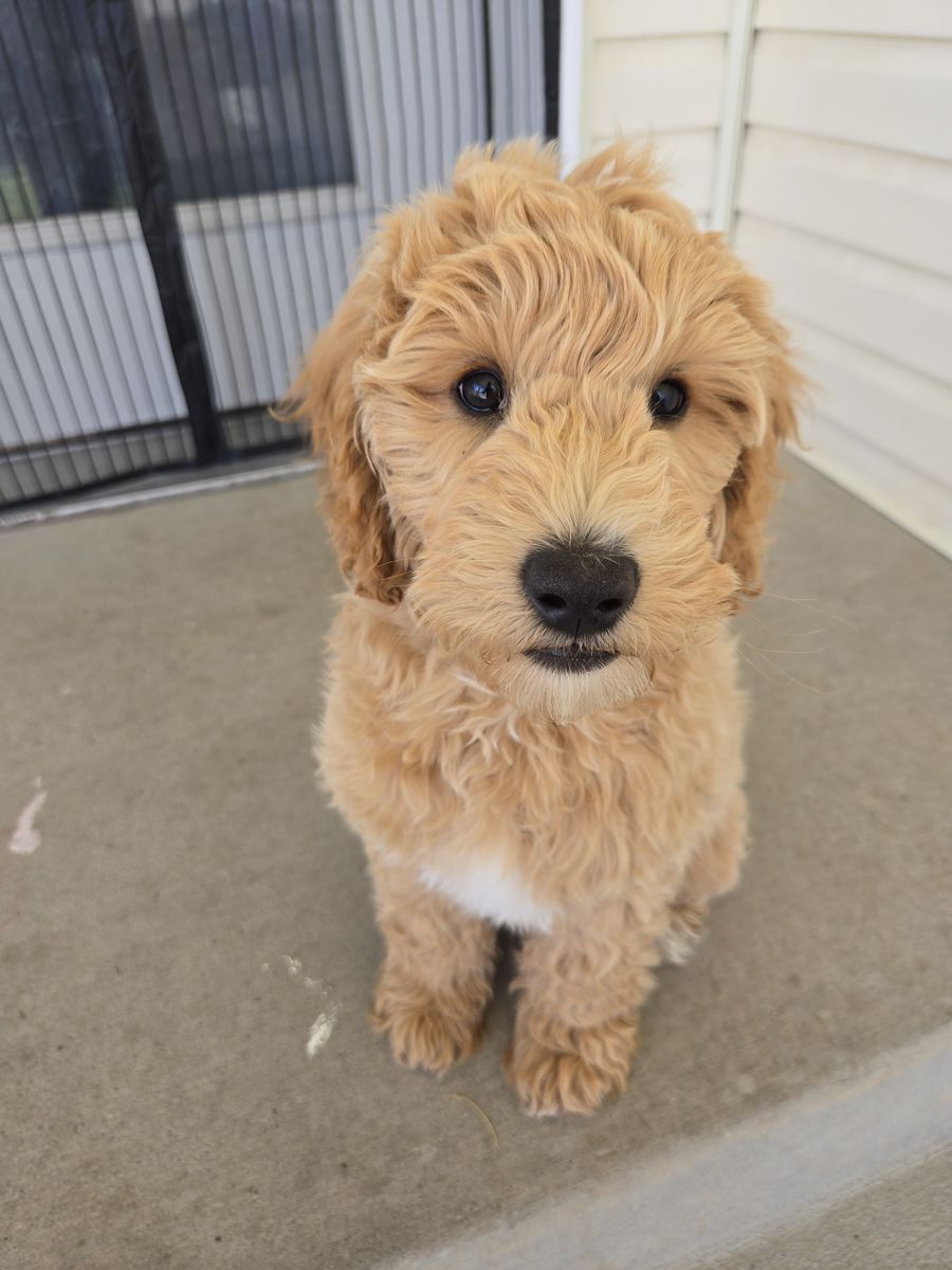 Multigen Goldendoodle Puppy — Male, 12 Weeks