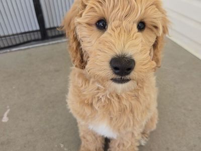Multigen Goldendoodle Puppy — Male, 12 Weeks