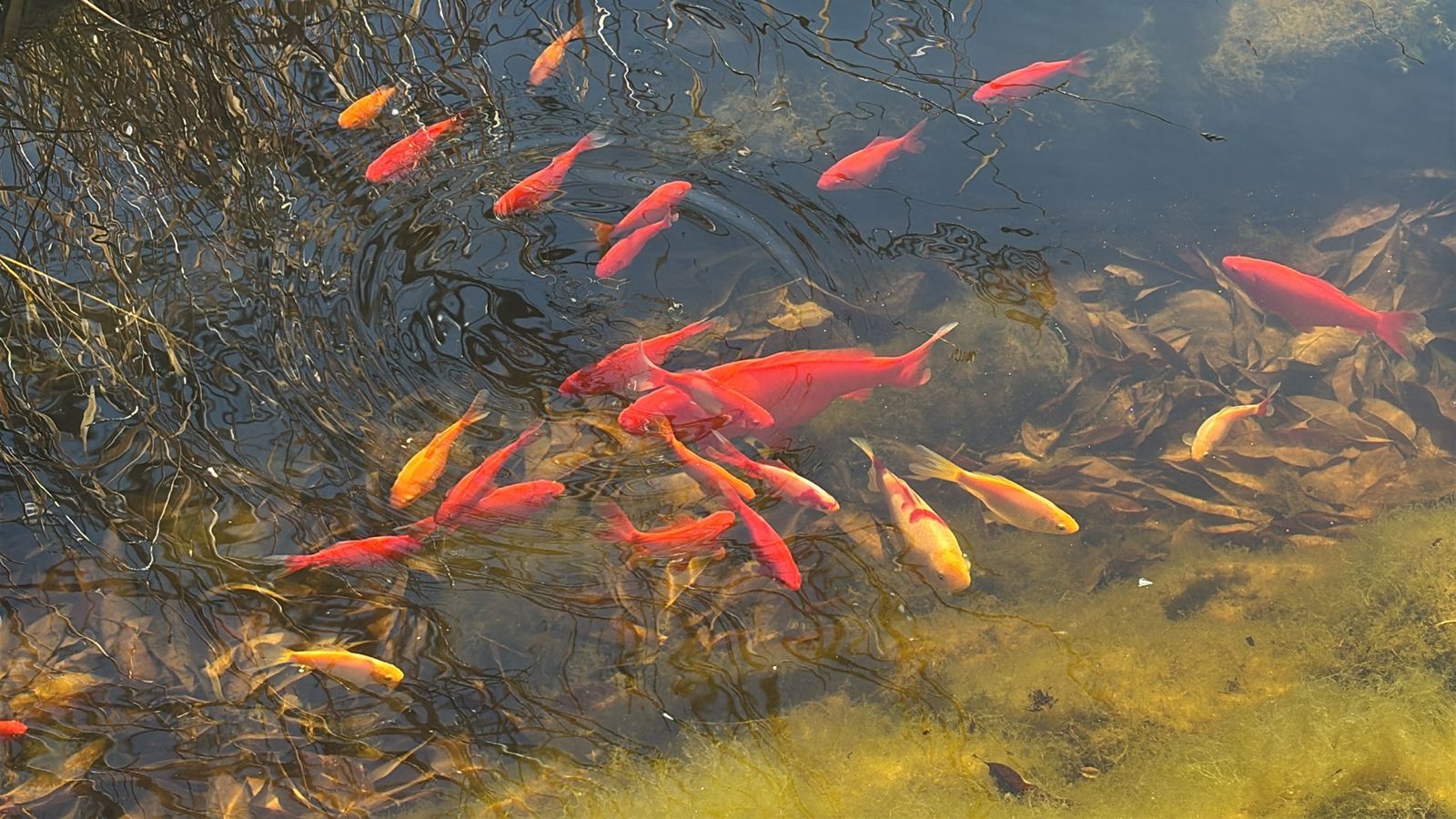 Koi/goldfish crossbreeds for sale