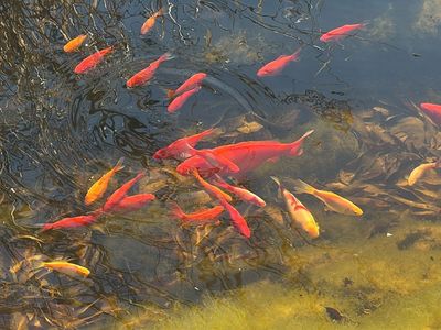 Koi/goldfish crossbreeds for sale