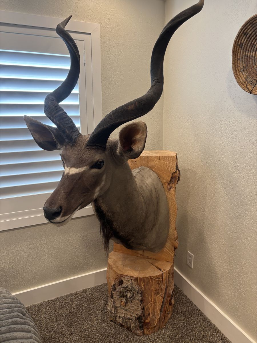 Taxidermy / Mounts