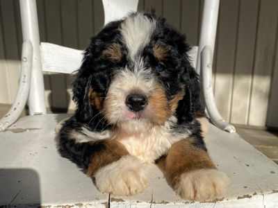 Meet Finn – Your Loyal Standard Bernedoodle Companion