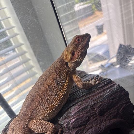 3 month old bearded dragon