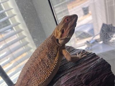 3 month old bearded dragon