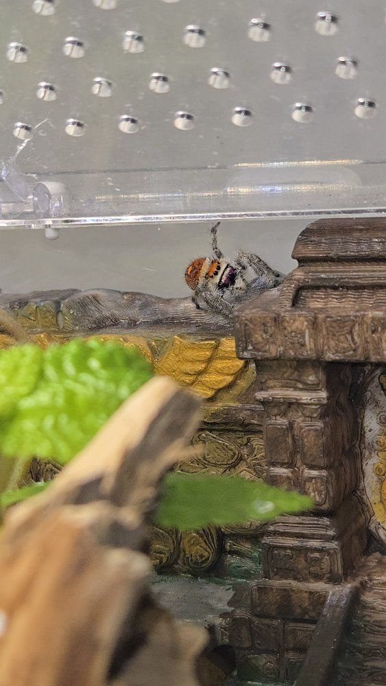 Pet Jumping Spider
