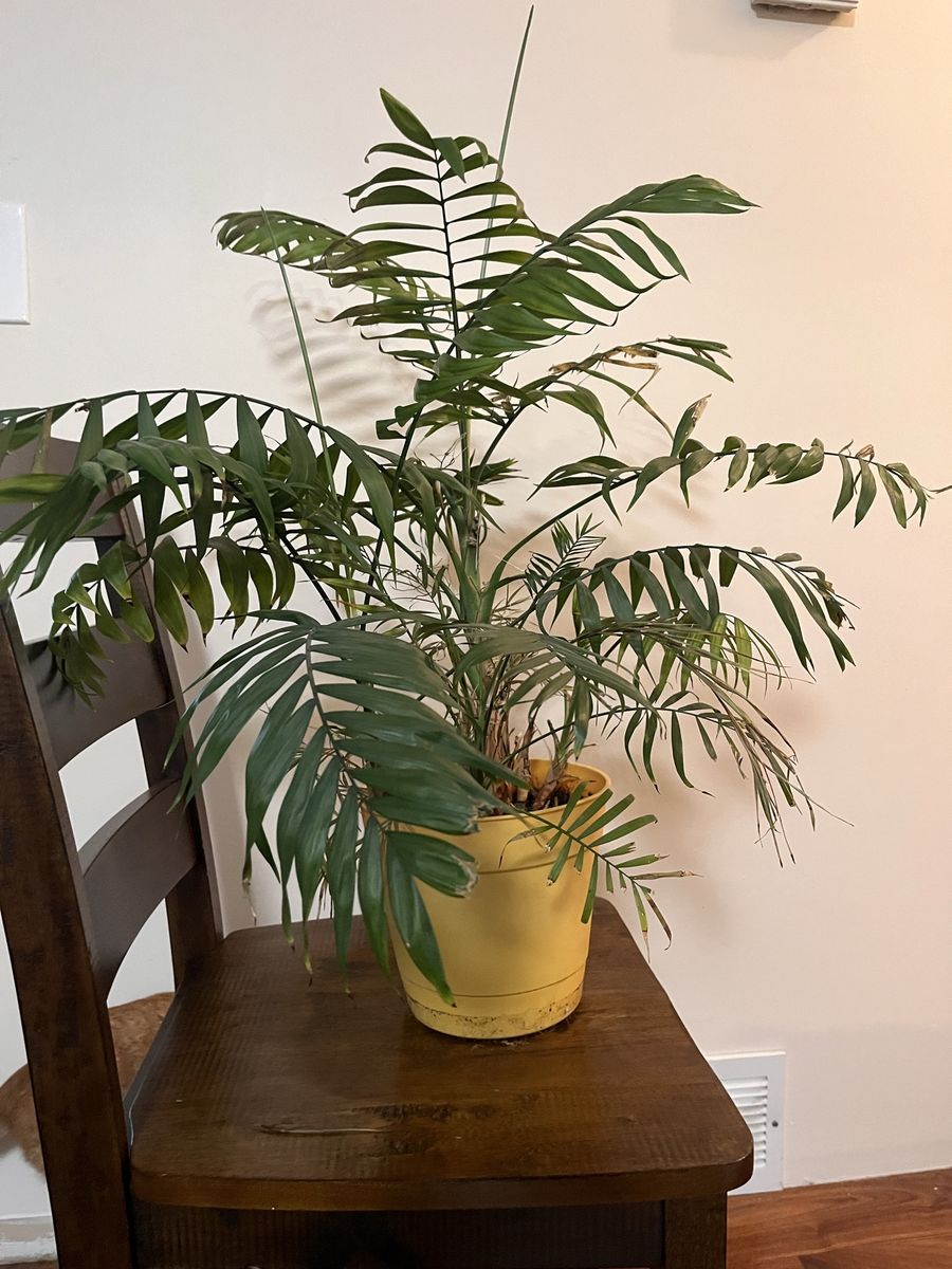 Free house plants