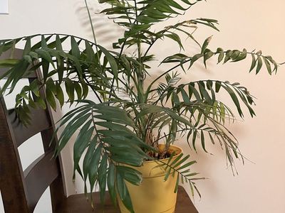 Free house plants