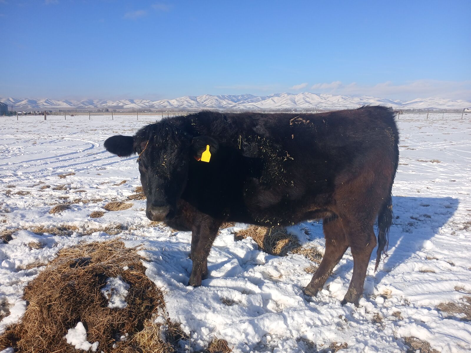 Bred Heifer, Cow, Yearling steer