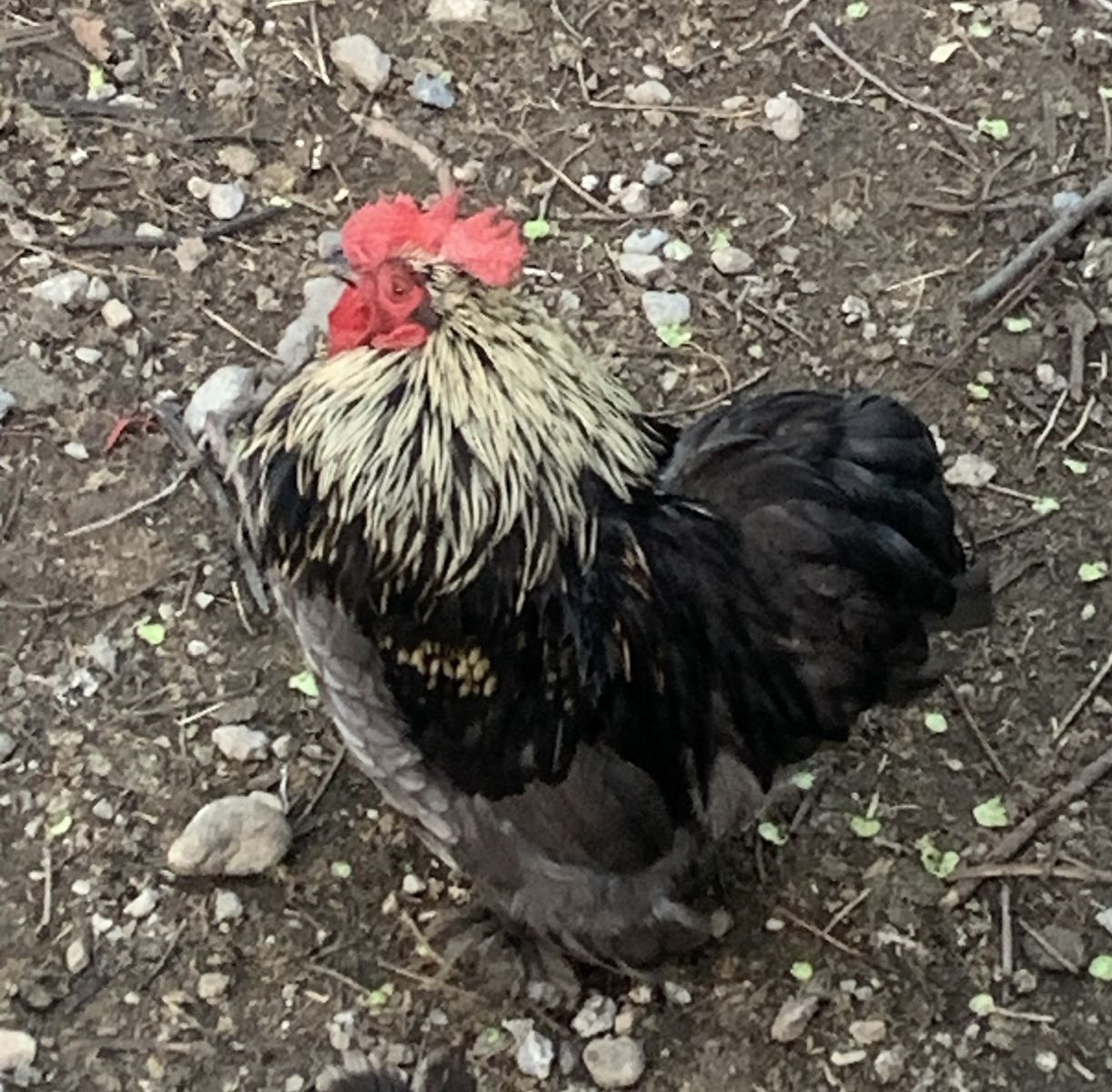Free Rooster