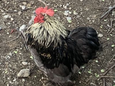 Free Rooster