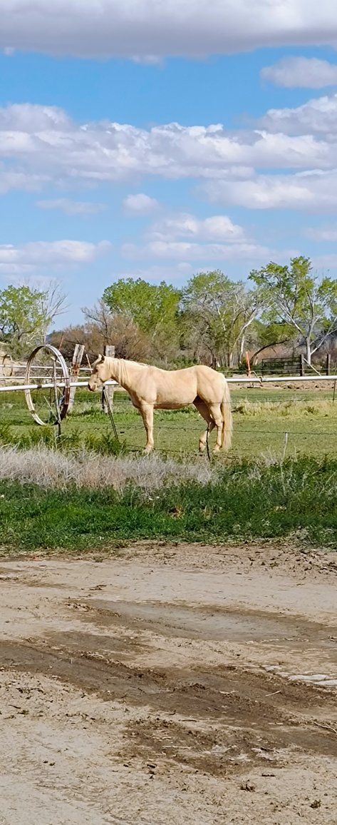 2023 Champagne Gelding.