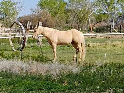 2023 Champagne Gelding.