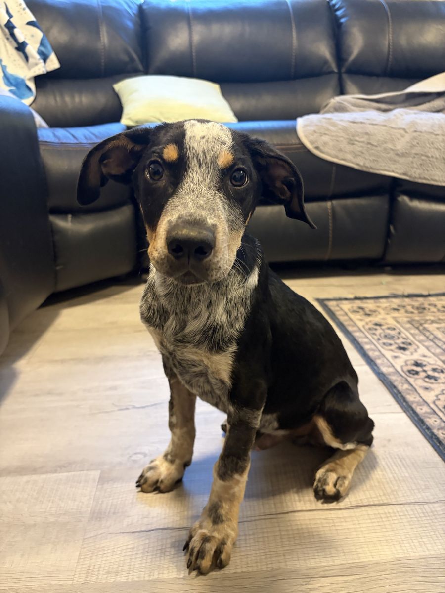 Blue Heeler puppy