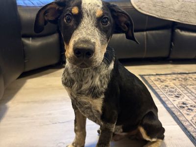 Blue Heeler puppy