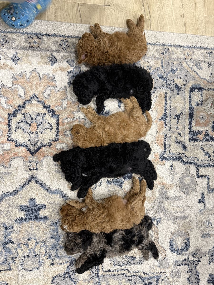 Adorable Mini Goldendoodle Puppies