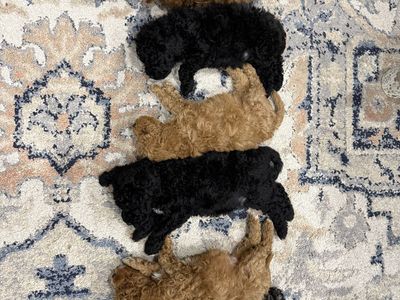 Adorable Mini Goldendoodle Puppies