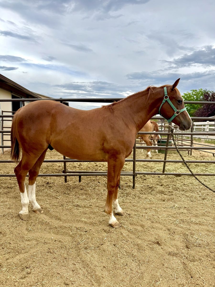 AQHA yearling colt-with chrome!!