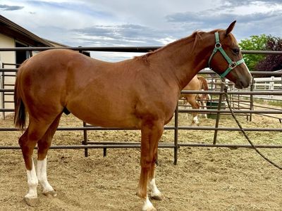 AQHA yearling colt-with chrome!!