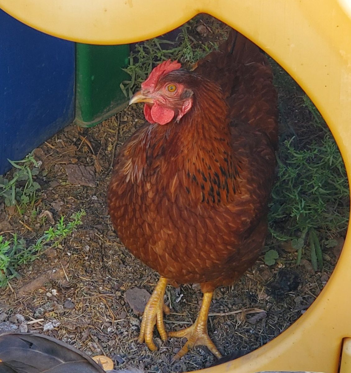 4 each. 20 Week old Cinamon Queens $30 ea.  Just starting laying eggs.