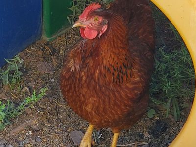 4 each. 20 Week old Cinamon Queens $30 ea. Just starting laying eggs.