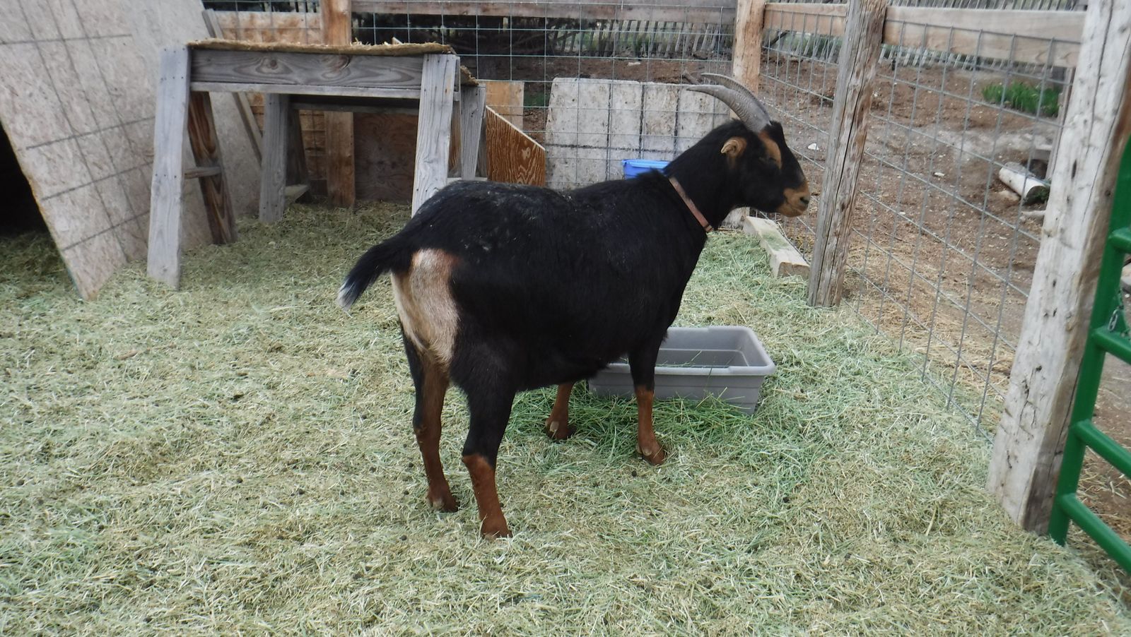 3 year old Nubian / Alpine-Lamancha mix wether goat $350