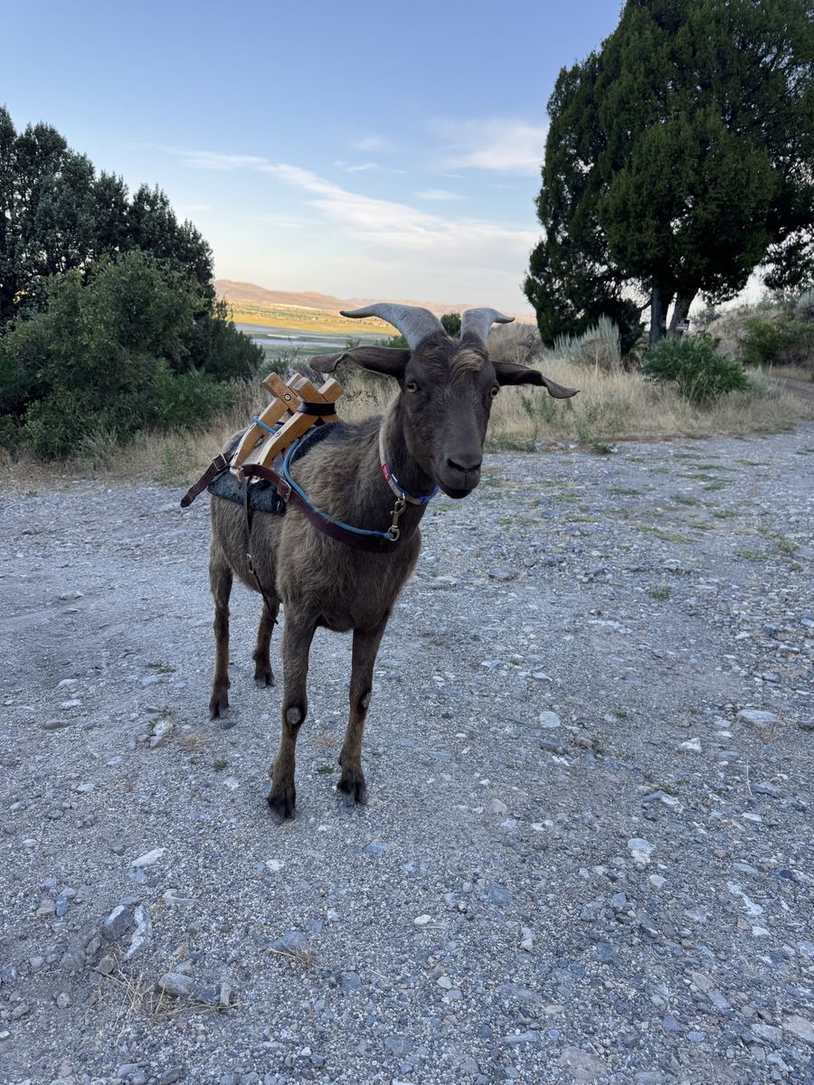 Pack goat for sale