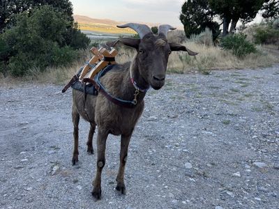 Pack goat for sale