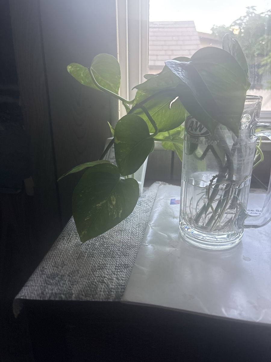 Pothos Plant Cutting in Glass Mug