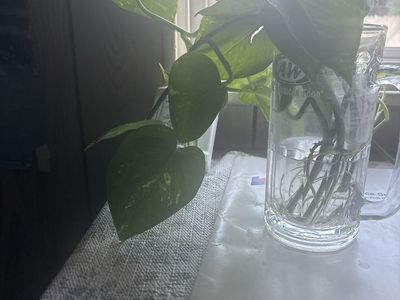 Pothos Plant Cutting in Glass Mug