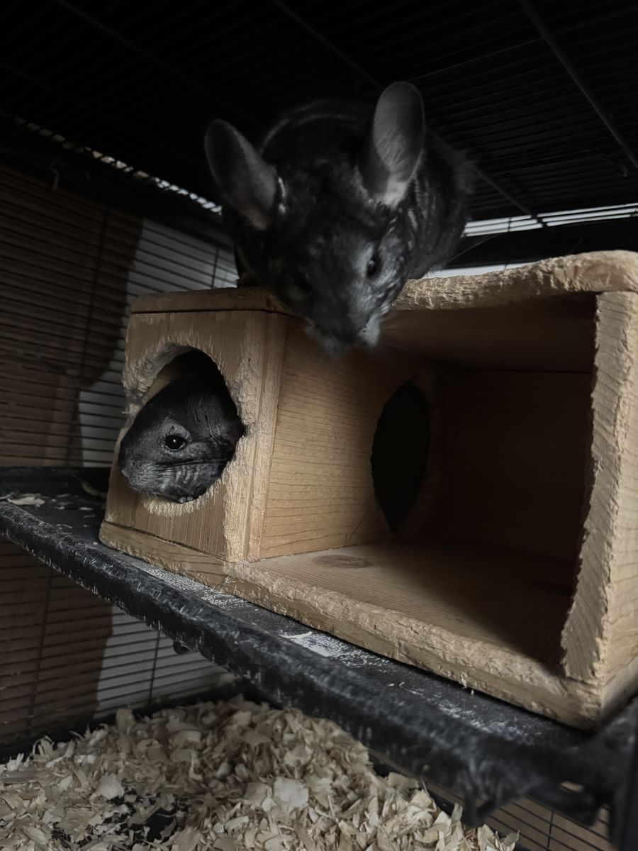 Chinchillas and cage