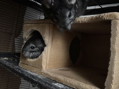 Chinchillas and cage