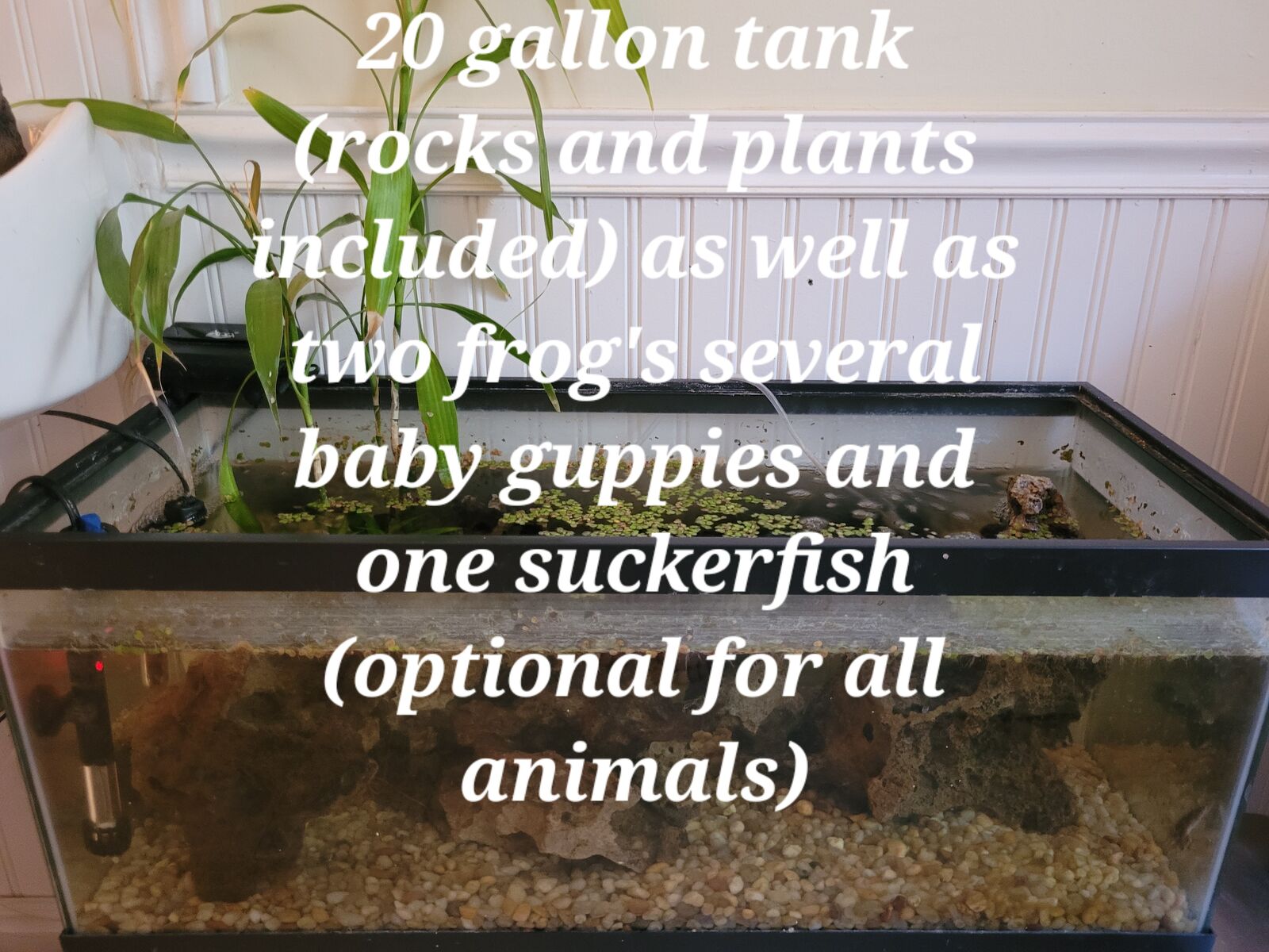 20 gallon long fish tank with accessories