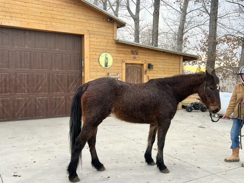 Mustang Mare Born 2019