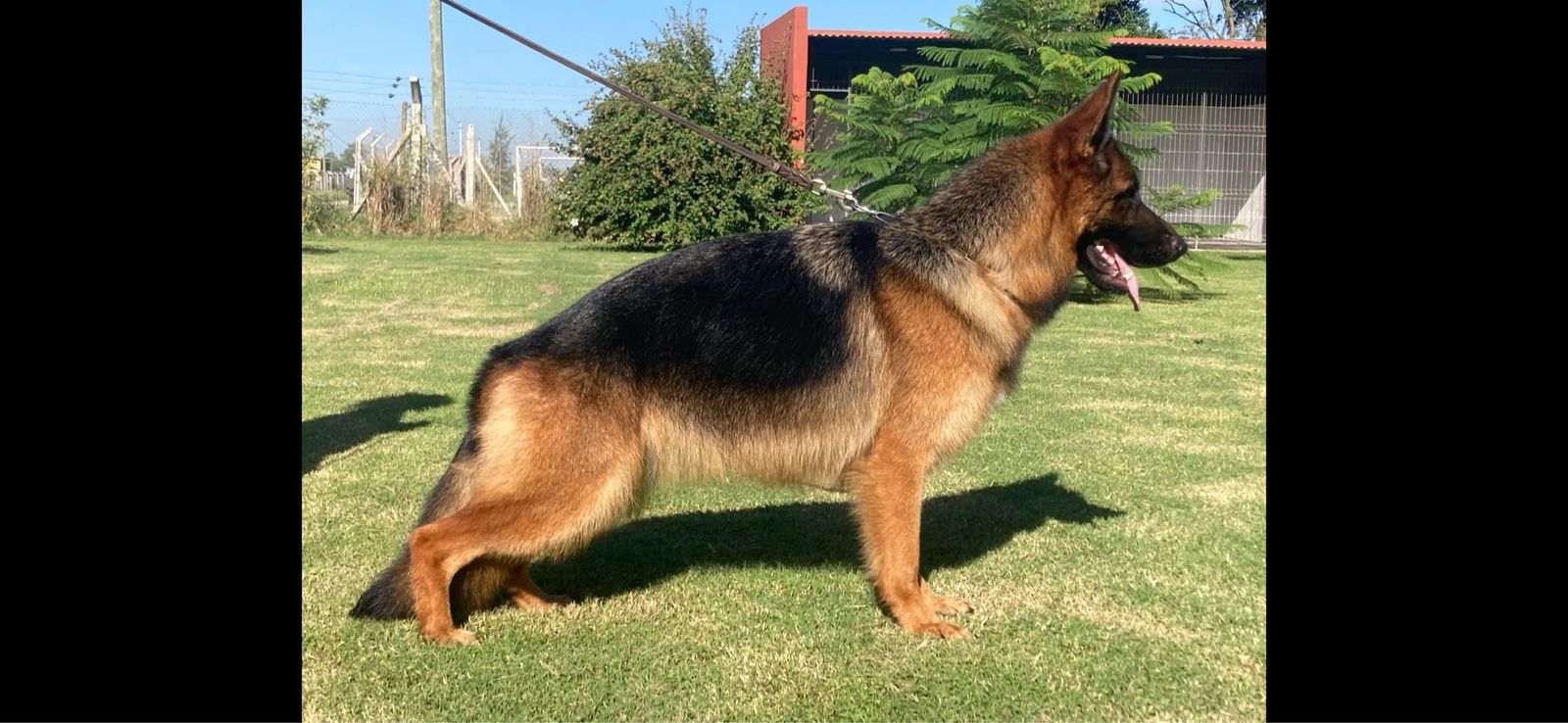 AKC German Shepherds Puppies