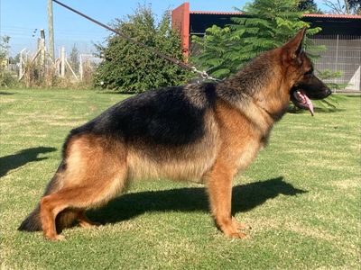 AKC German Shepherds Puppies