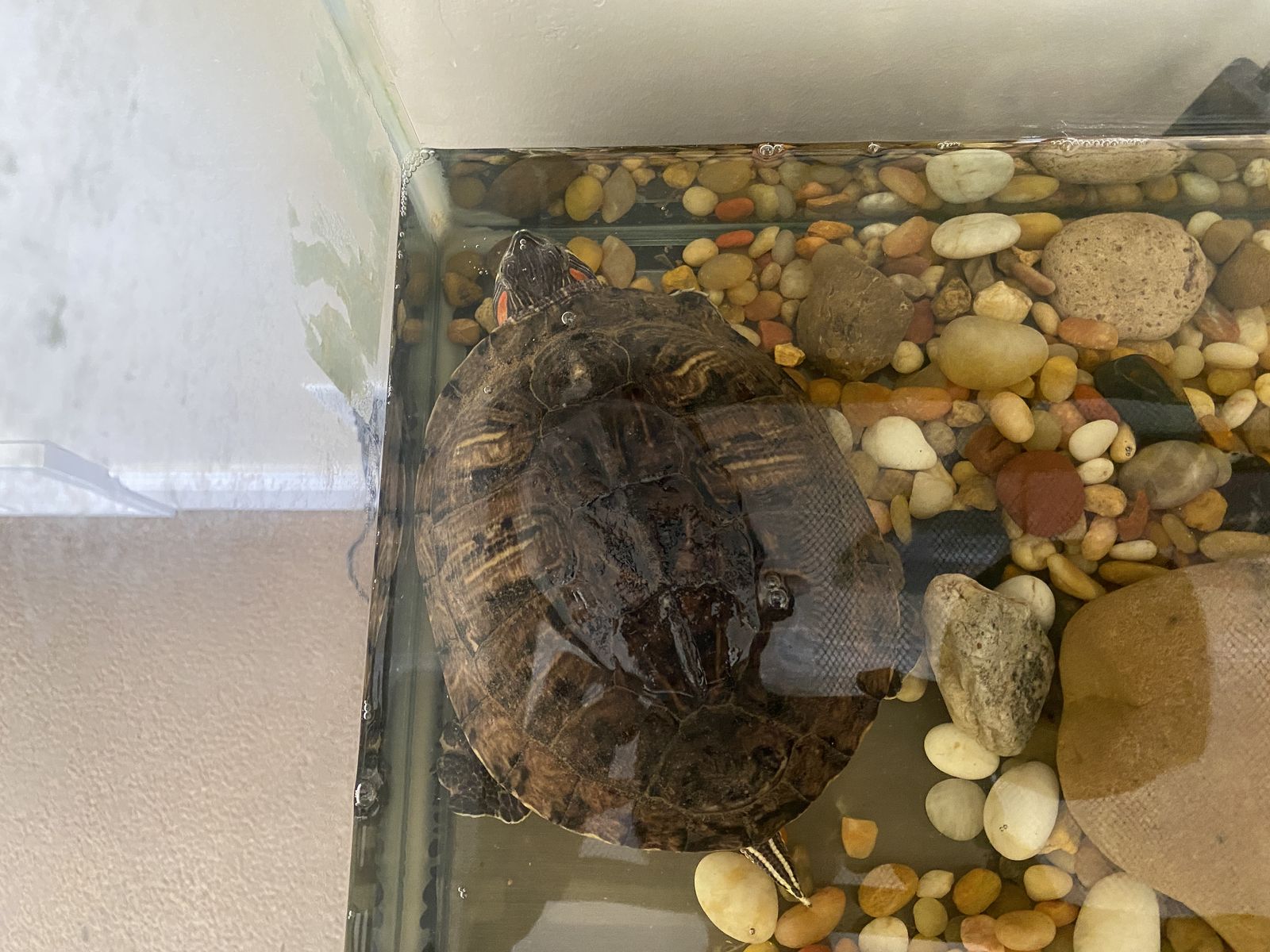 Red Eared Slider Turtle