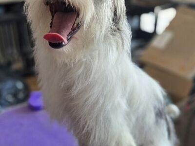 Fidget, Terrier ready to play