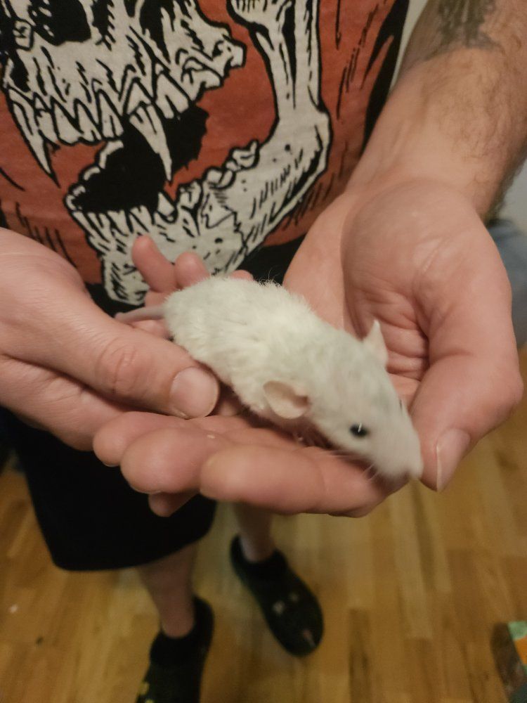 Fancy Baby Rats - Handled Pet Rats