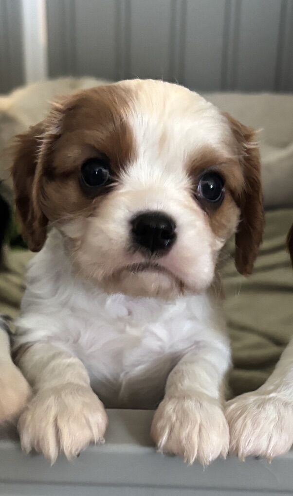 Akc Cavalier King Charles Spaniel
